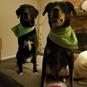 Meet your Posher, Abby